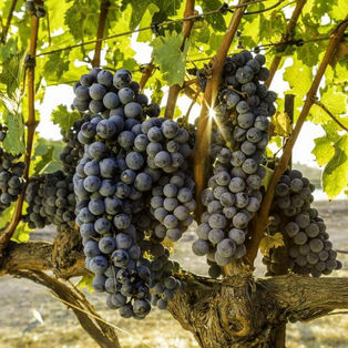 Hillside select grapes | Shafer | Quebec