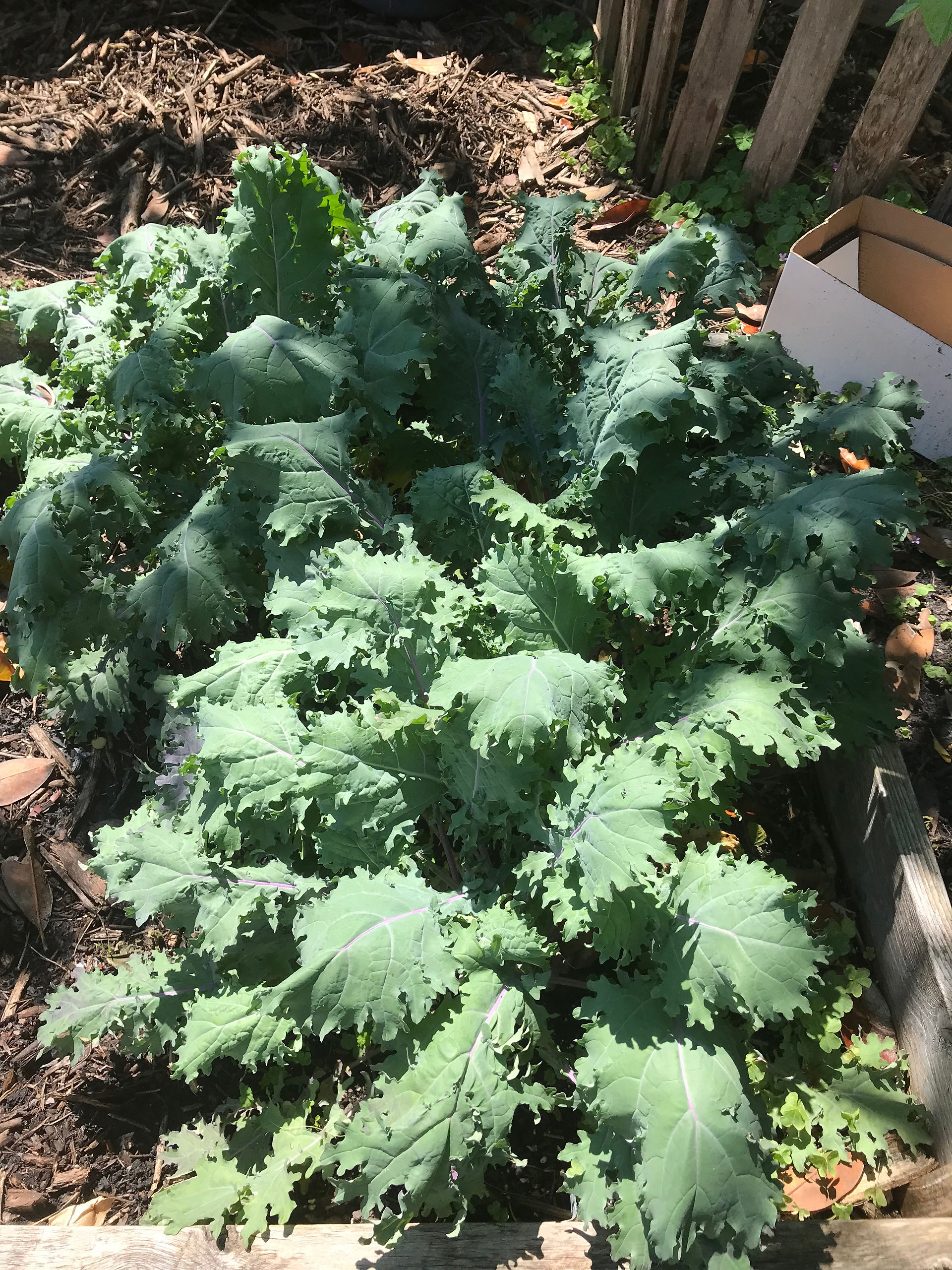 Kale