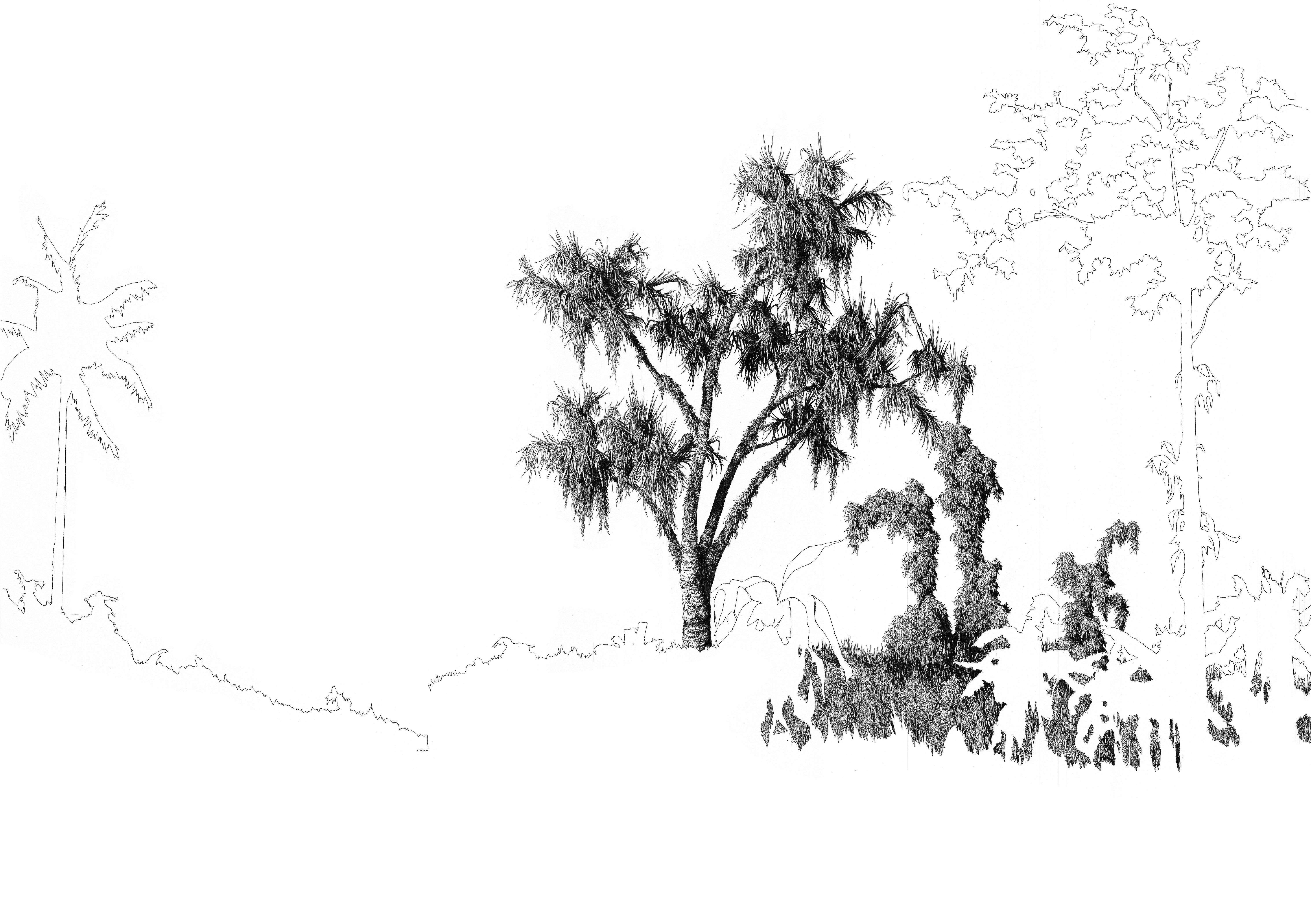 Mid ground with unknown tree (Don Pancho)