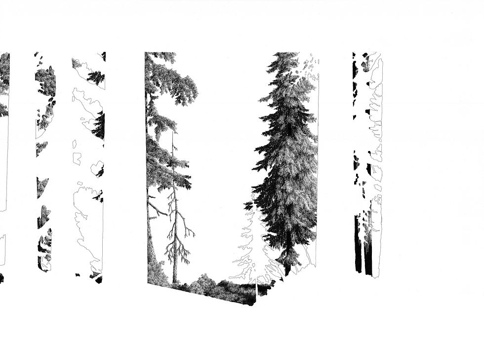 Mid Trees 3 (The Whistler)