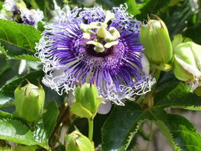 passion fruit medicinal benefits for Melipona bees