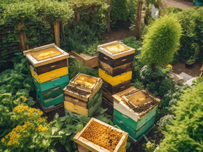 Creating an Eco-Friendly Sanctuary for Stingerless Bees