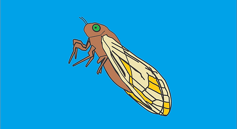 Cigarra 2.png