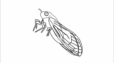Cigarra.png