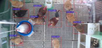 利用機器視覺於雞隻自動偵測與追蹤