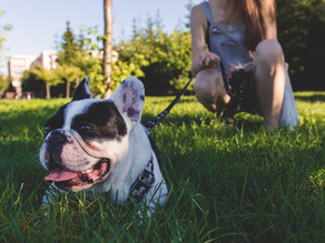 Partners in Pet Safety:
Interval House and Link Toronto