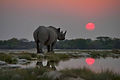 Rhino Sunset