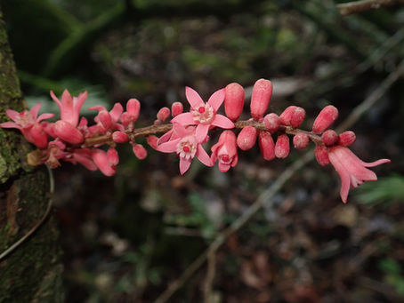 🌿 ACTU Livret Flore de Koumac – Prospections à Ouéholle