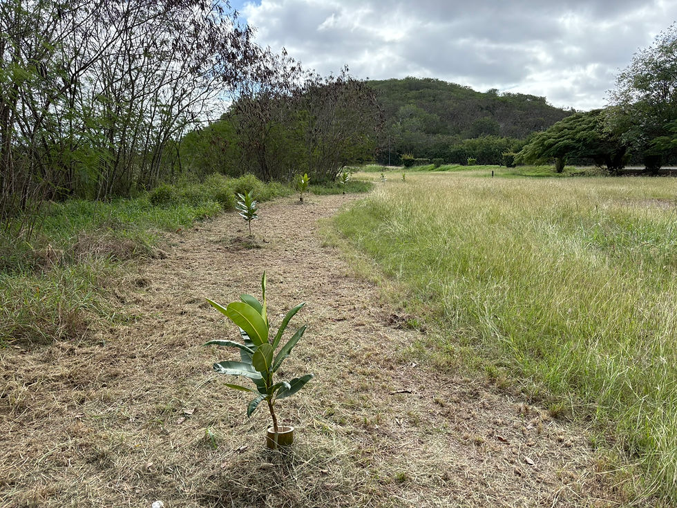 🌱 Reboisement à Pandop : 80 Tamanou de bord de mer plantés cette semaine