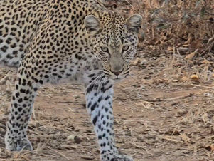 A leopard walking.