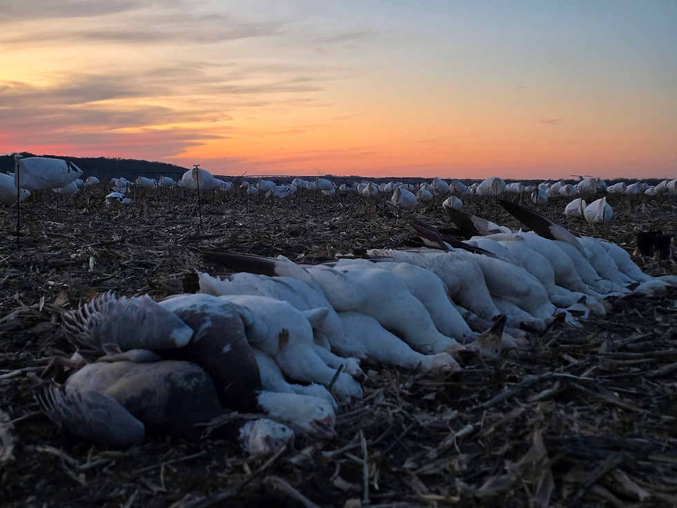 Snow Geese at sunset.