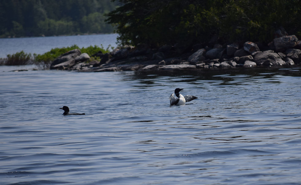 Two loons showing off their elite fishing skills.
