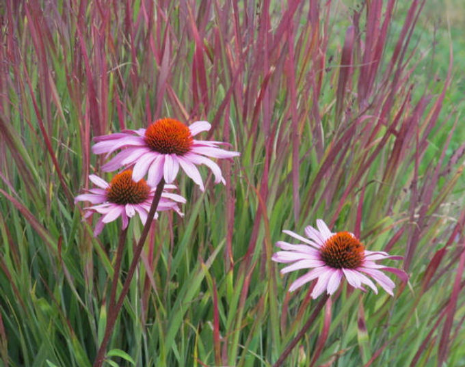 9-17-12 Magnus Echinacea Shenandoah Switchgrass -0 Basalt Ave. Berm.JPG