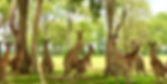 brown kangaroo sitting on green grass field during daytime_edited.jpg