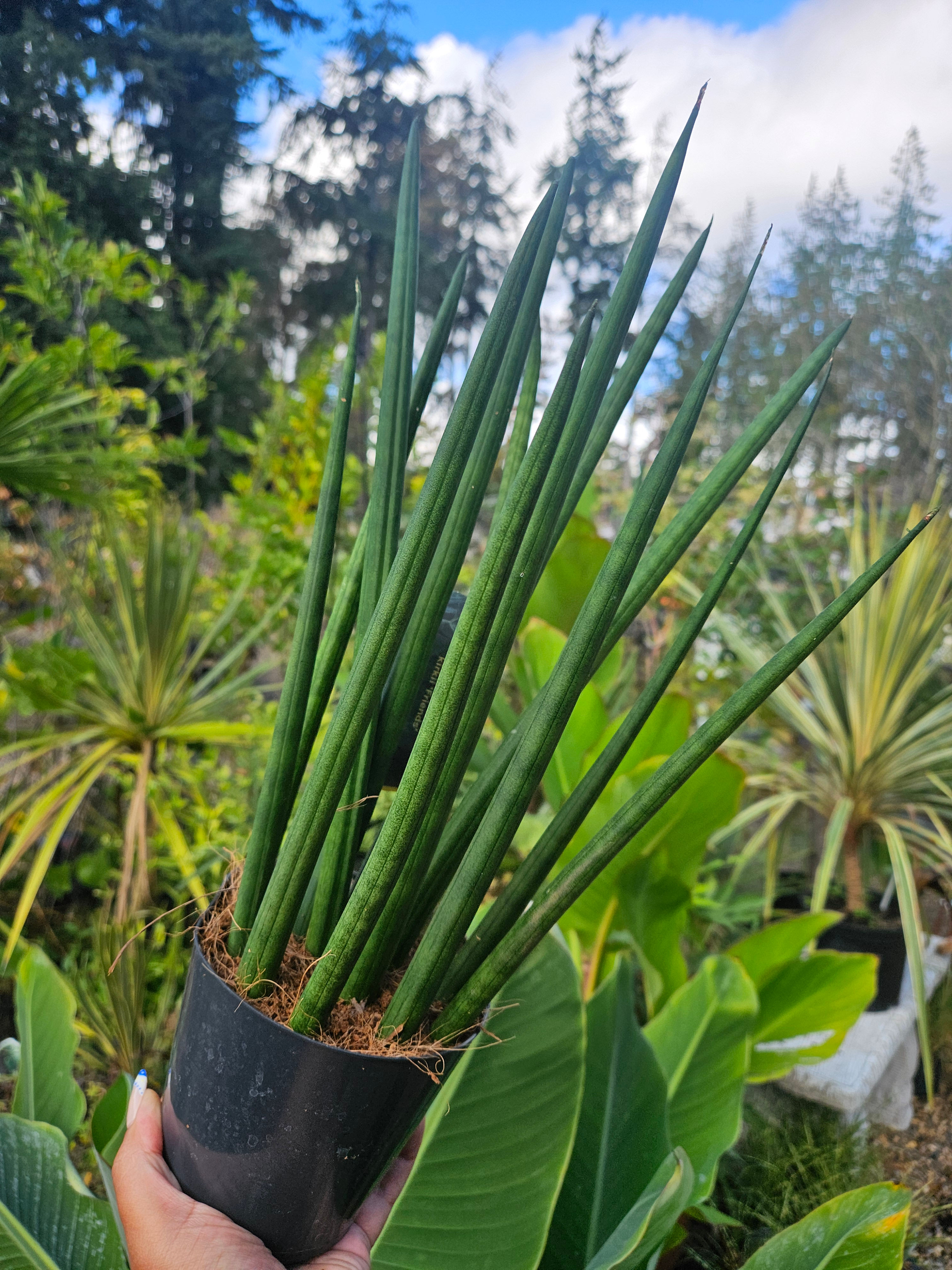 Sansevieria Cylinderica