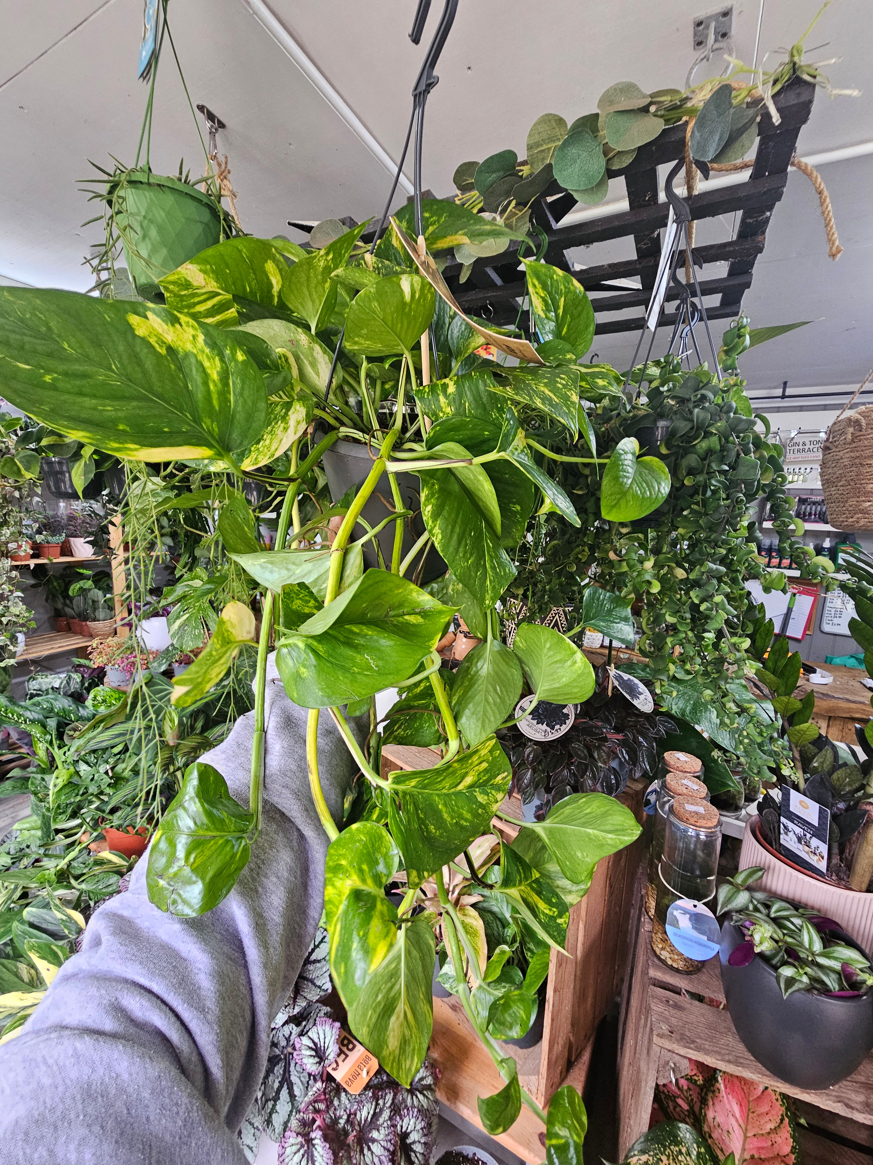 Epipremnum Hawaien 