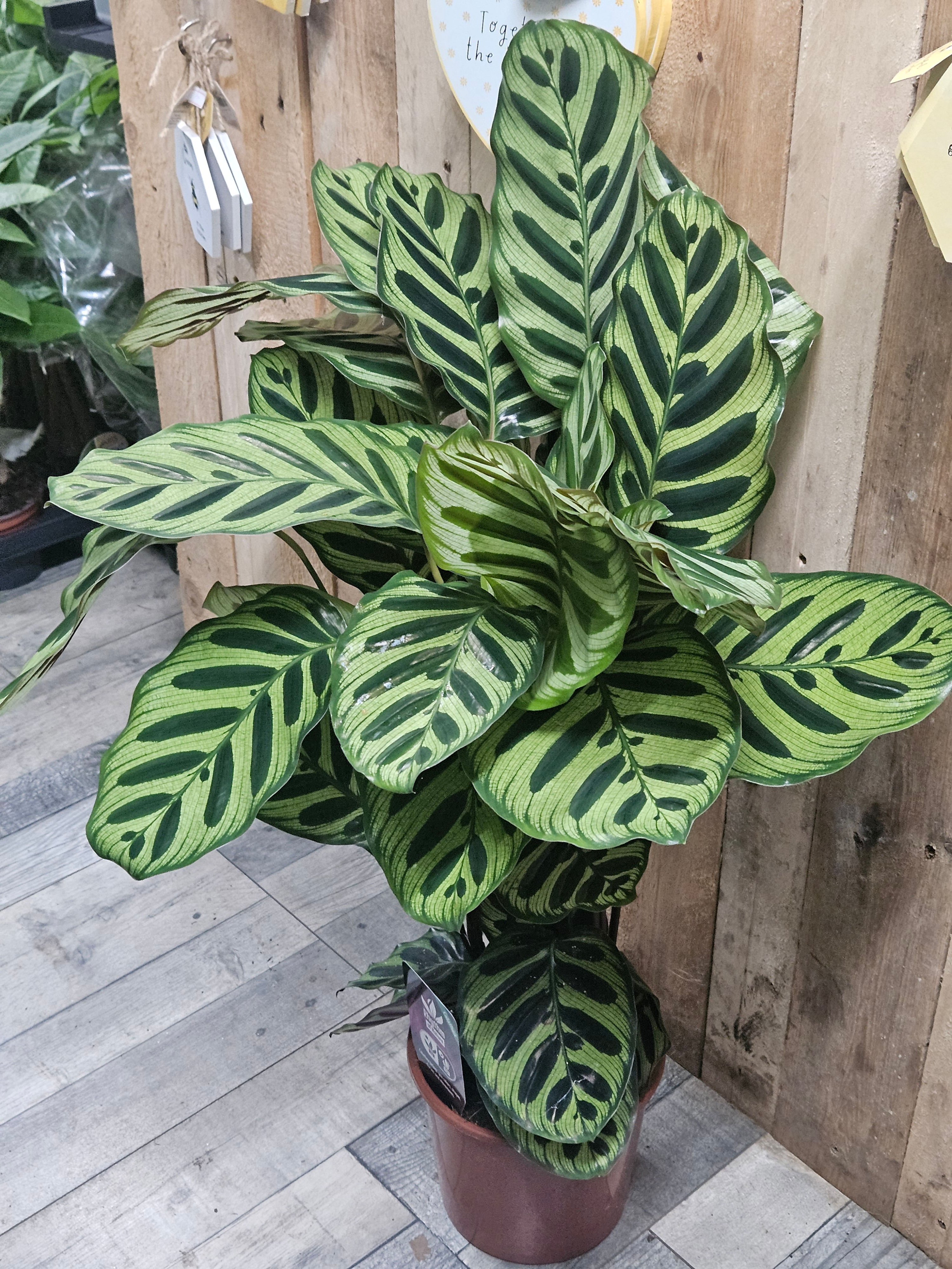 Calathea Selection XL