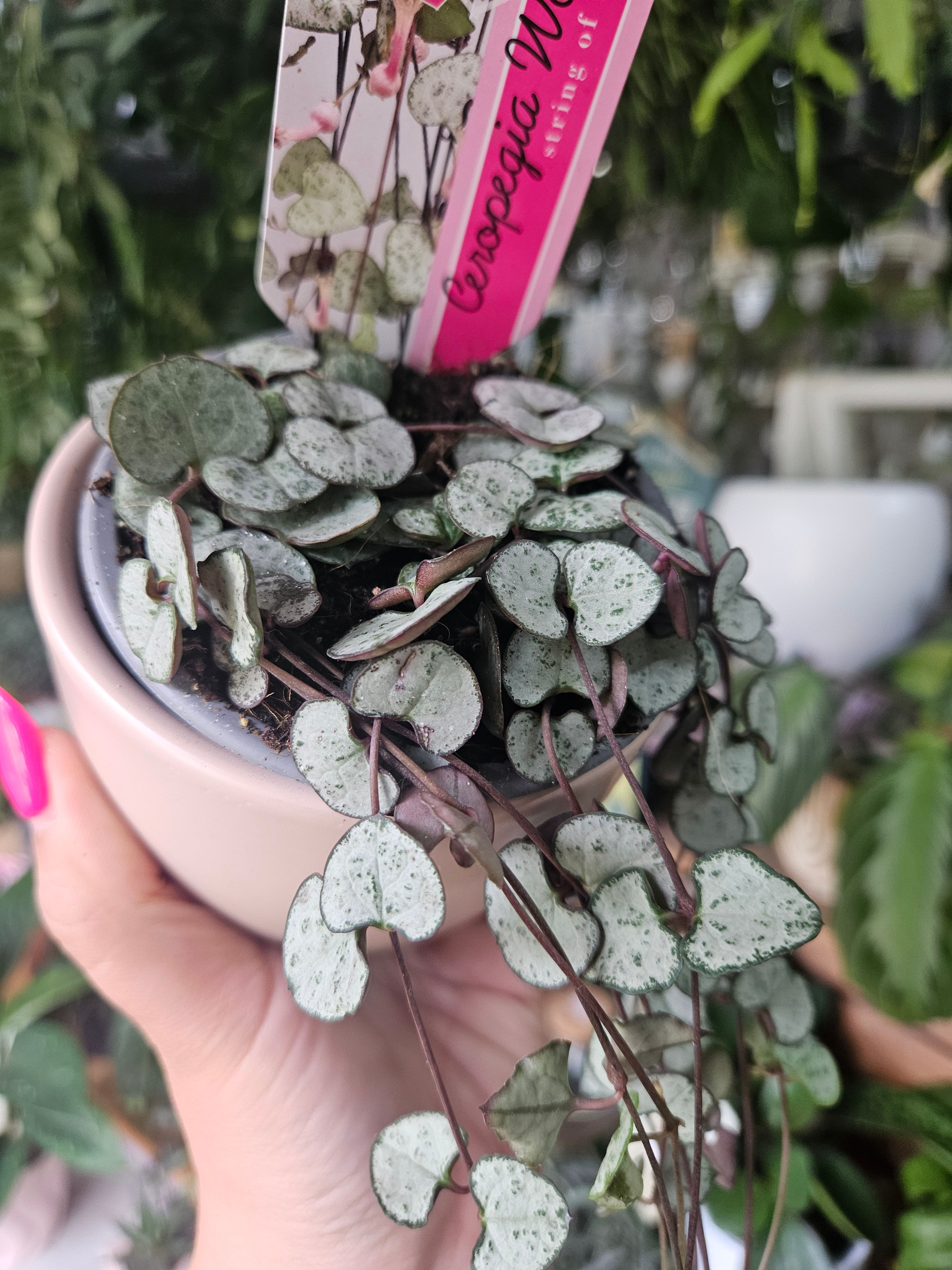 Ceropegia Silver Glory