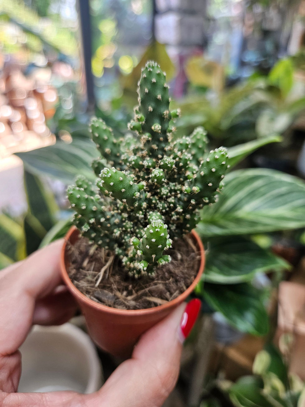 Thumbnail: Mini Cacti Mix