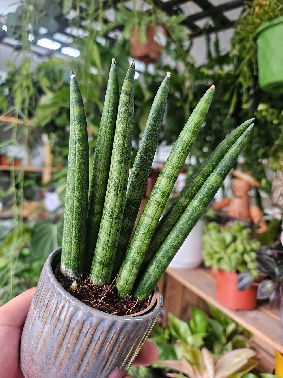 Thumbnail: Sansevieria Mini Mix