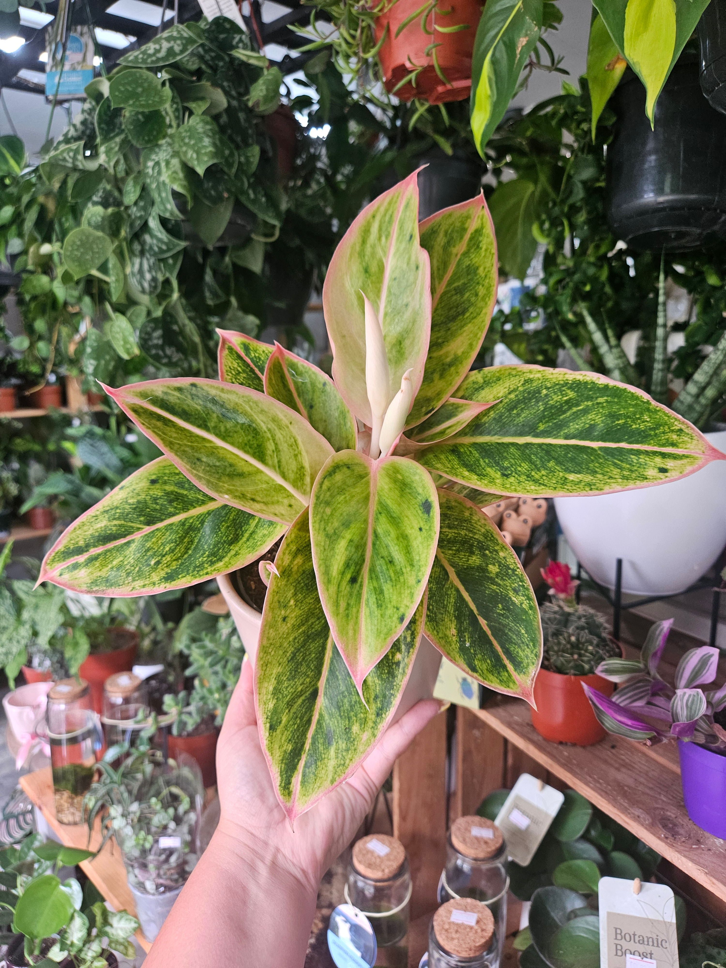 Aglaonema