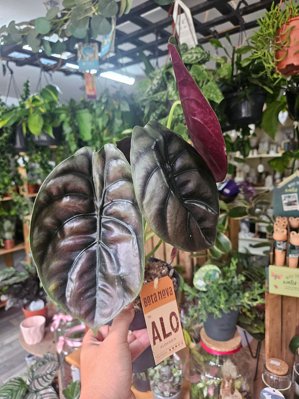 Thumbnail: Alocasia Collection 