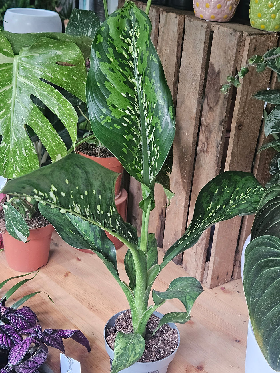 Thumbnail: Dieffenbachia Crocodile 