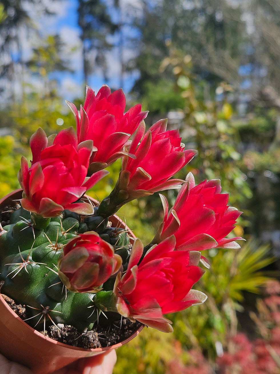 Thumbnail: Gymnocalycium Baldianium 