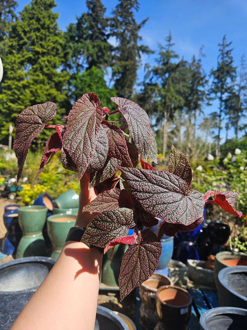 Thumbnail: Begonia Morris