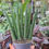 Thumbnail: Sansevieria mini