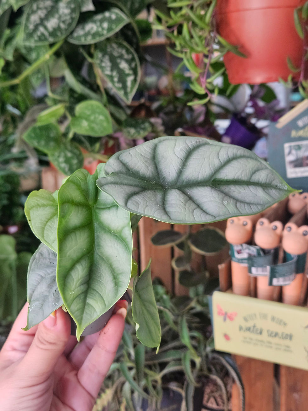Thumbnail: Alocasia mini mix