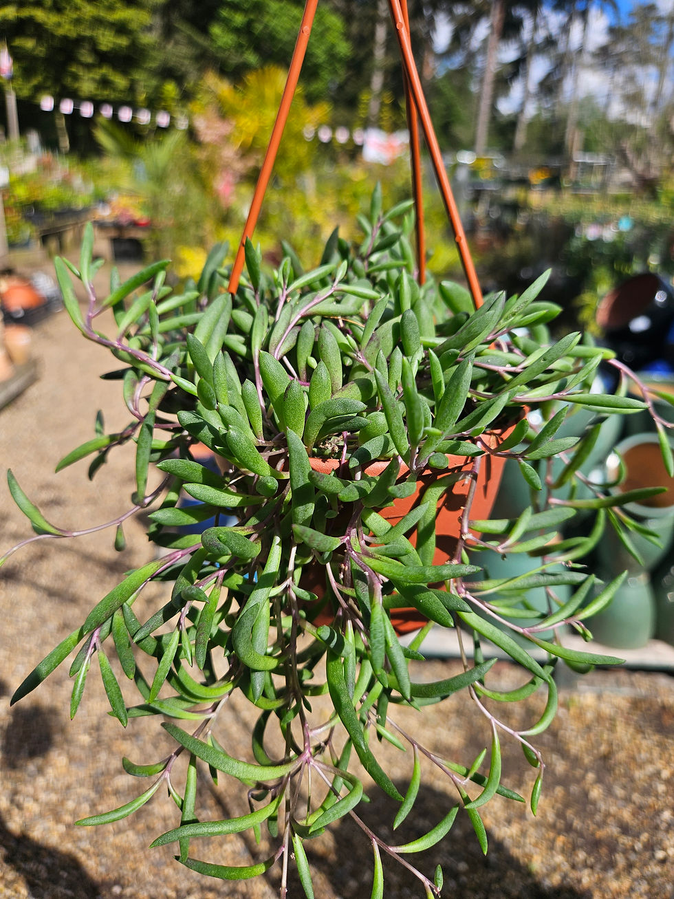 Thumbnail: Senecio Purple Flush