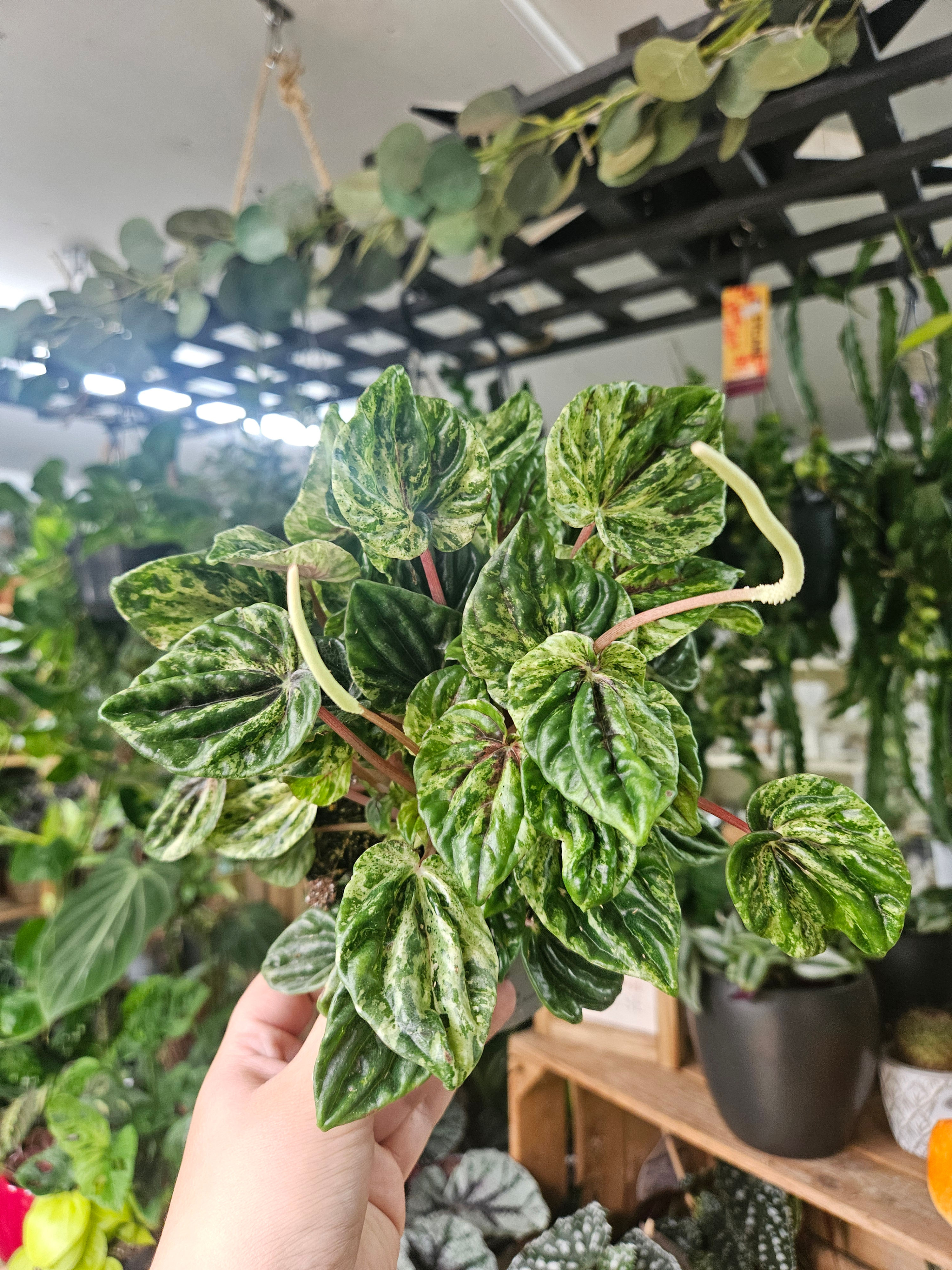 Peperomia Buenos Aires