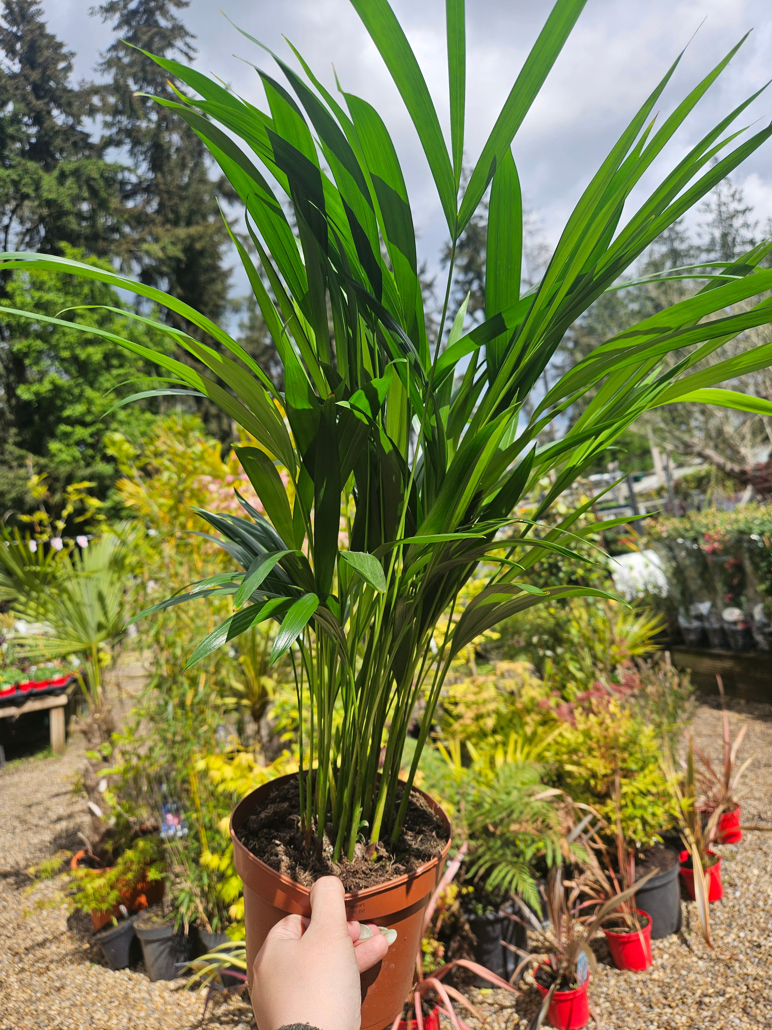 Dypsis Palm 