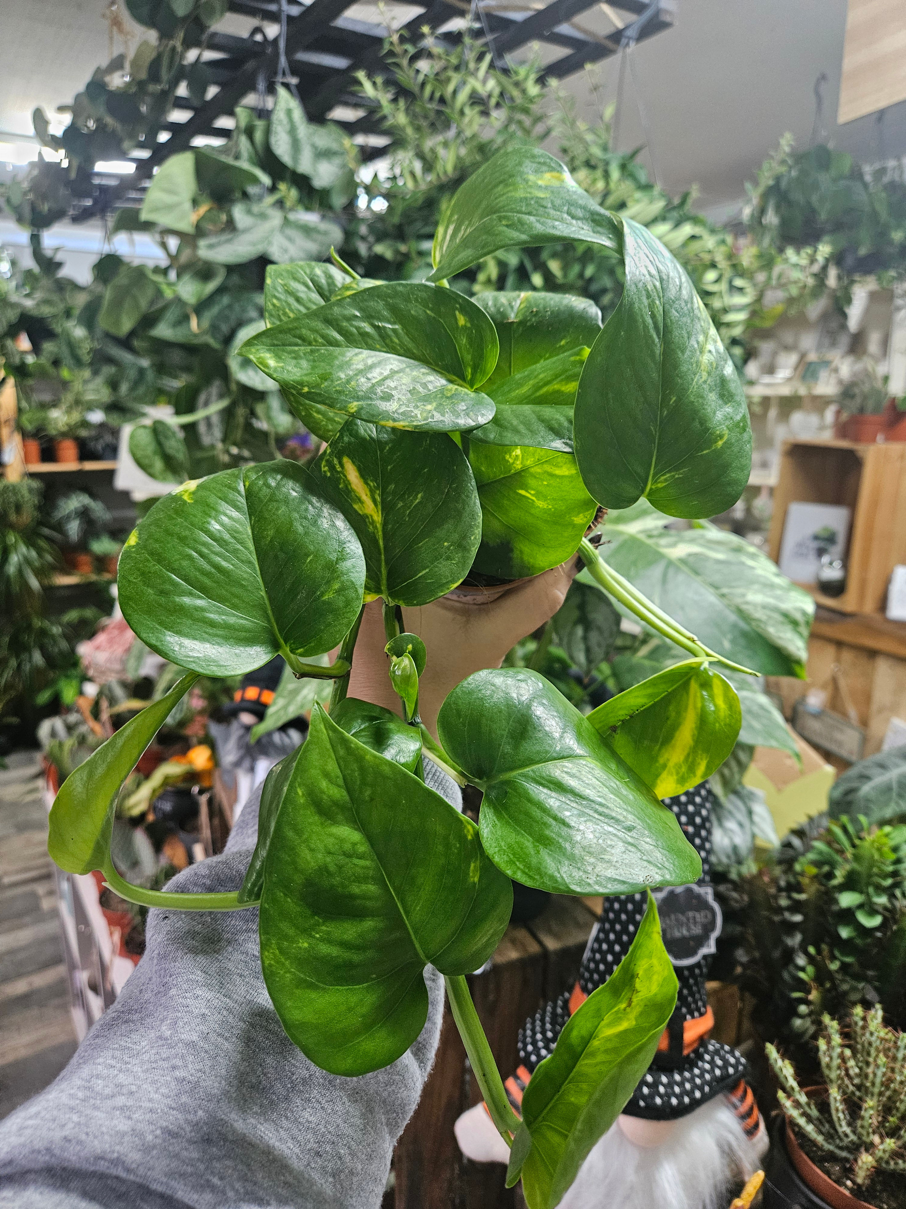 Epipremnum Aureum