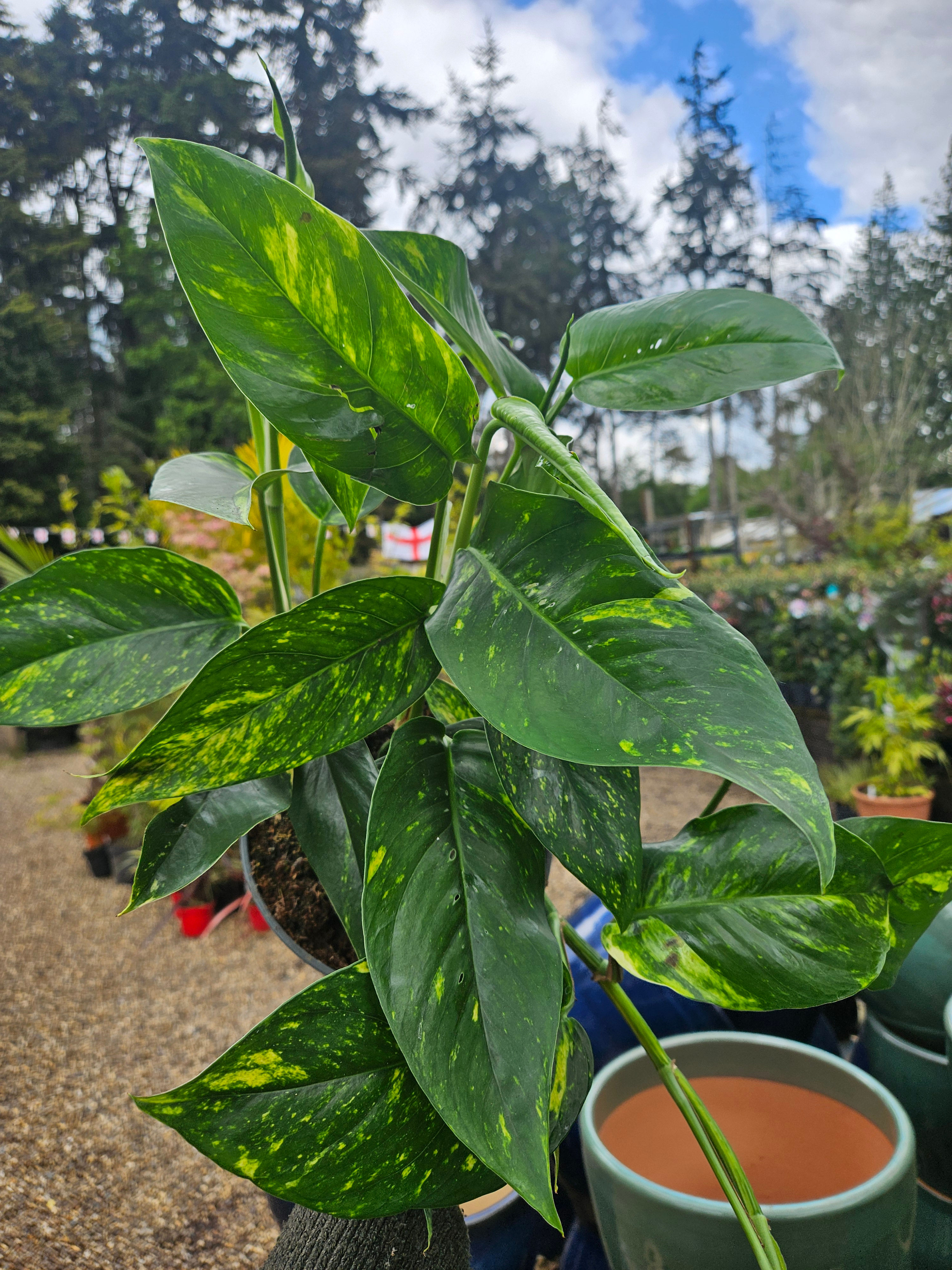 Epipremnum Gold Finger