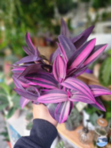 Tradescantia Pink Stripe