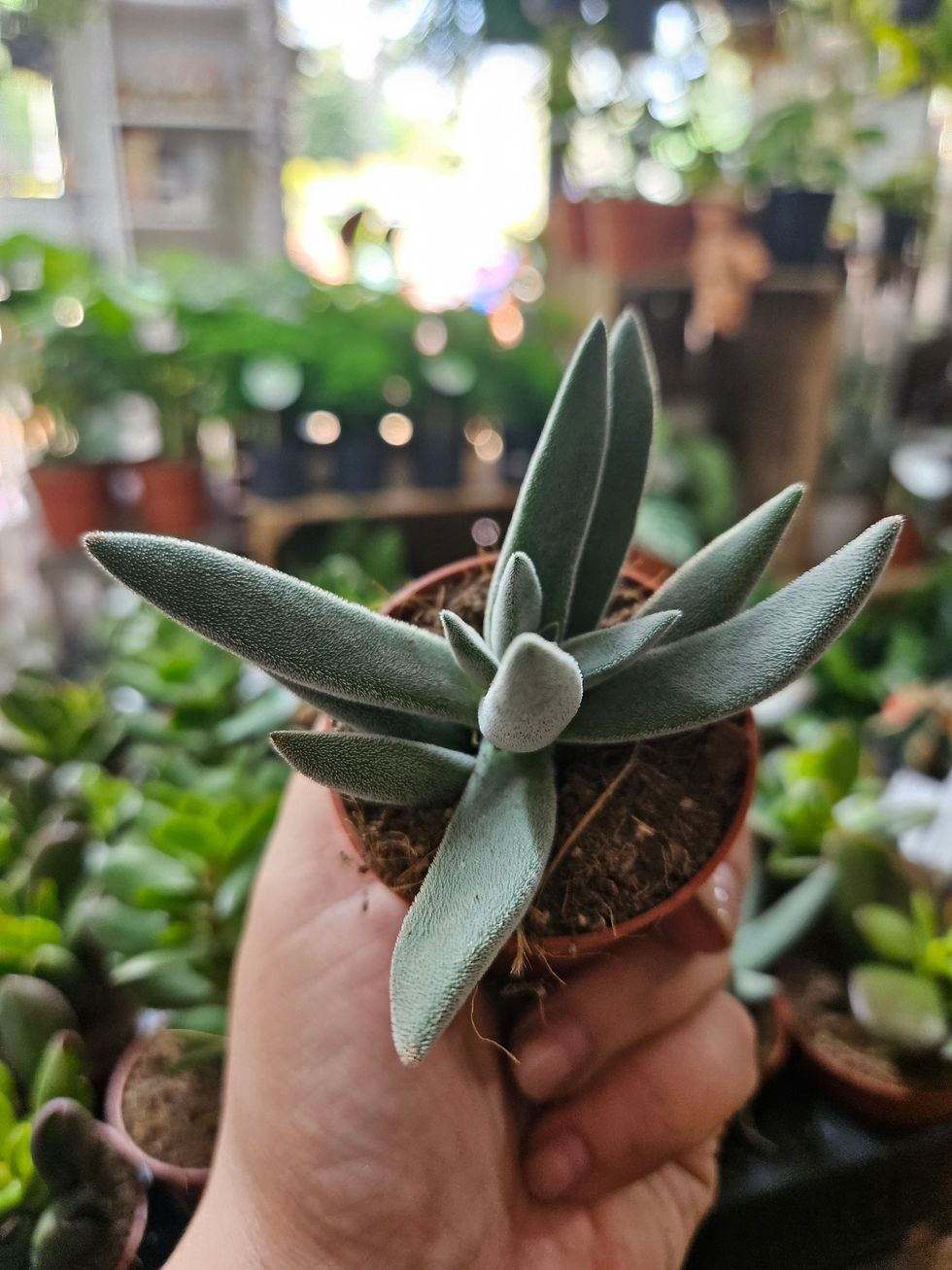 Thumbnail: Crassula mix