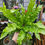 Thumbnail: Asplenium Crispy Wave Fern 
