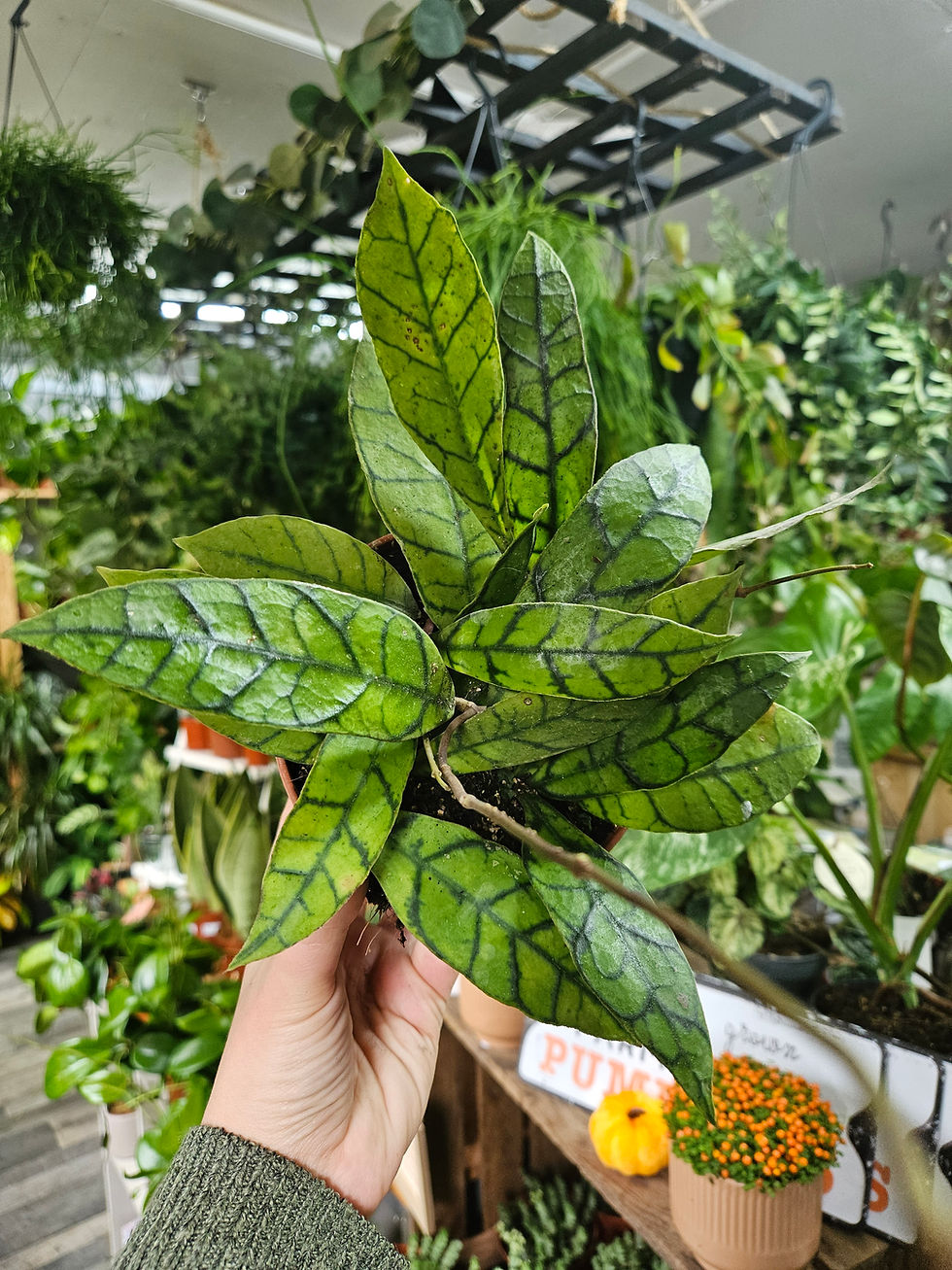 Hoya Callistophylla