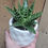 Thumbnail: Succulent and Pot combo