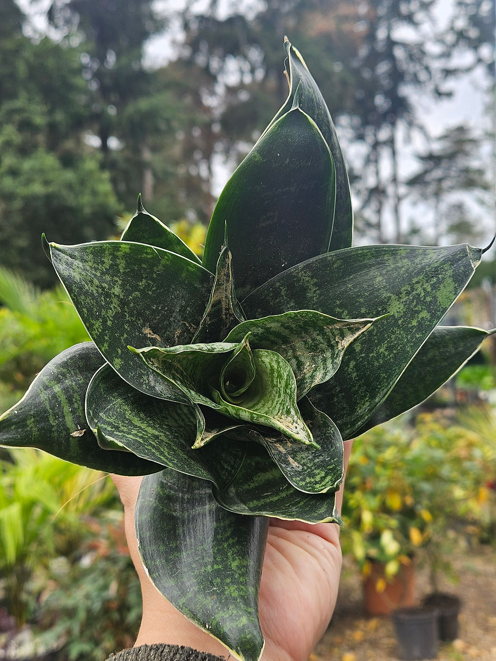 Thumbnail: Sansevieria Hahnii