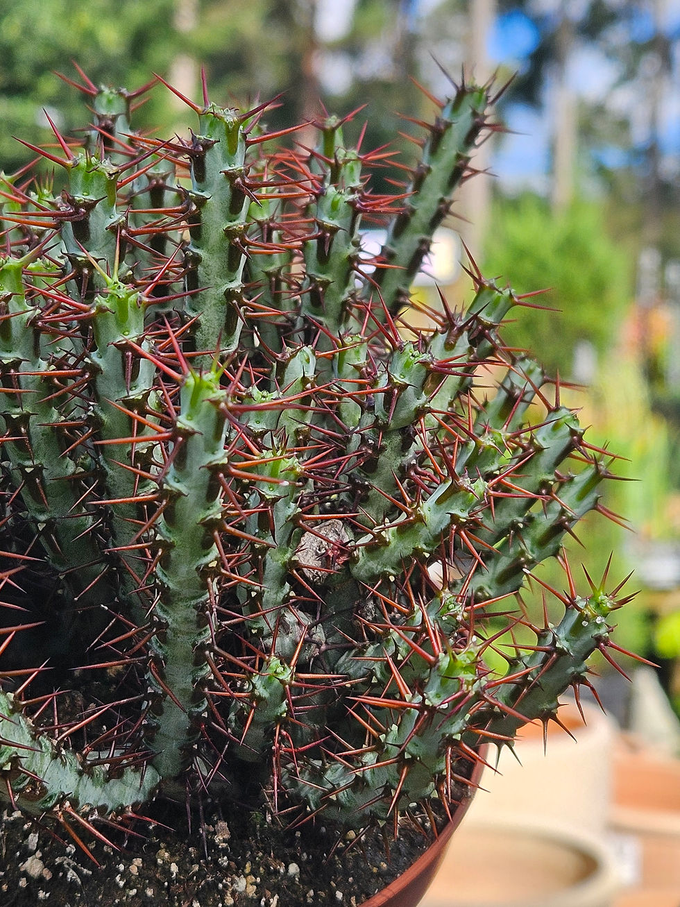 Euphorbia Aeruginosa