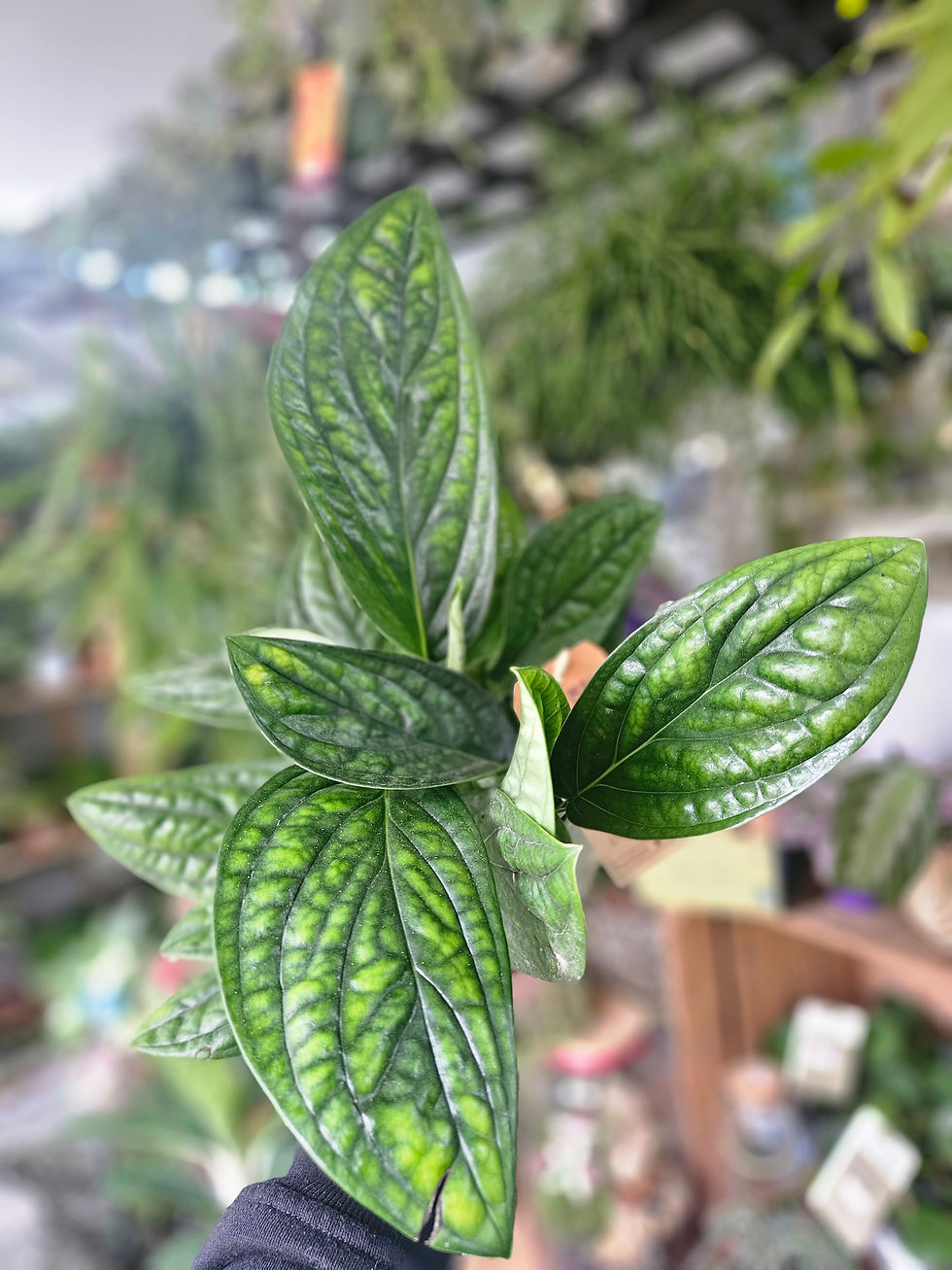 Thumbnail: Epipremnum Marble Planet
