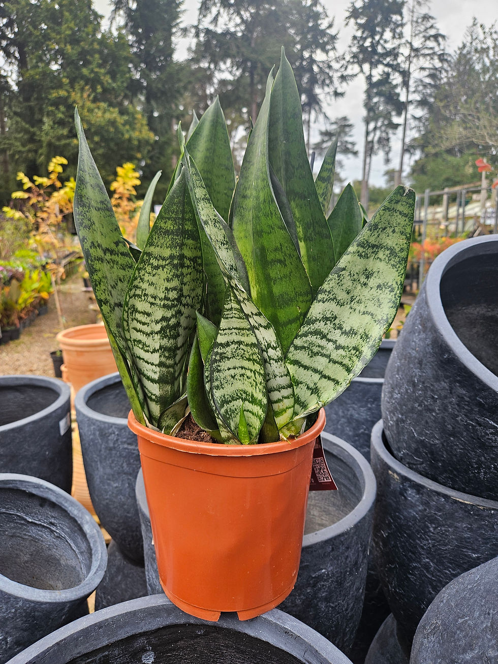 Sansevieria Hahnii