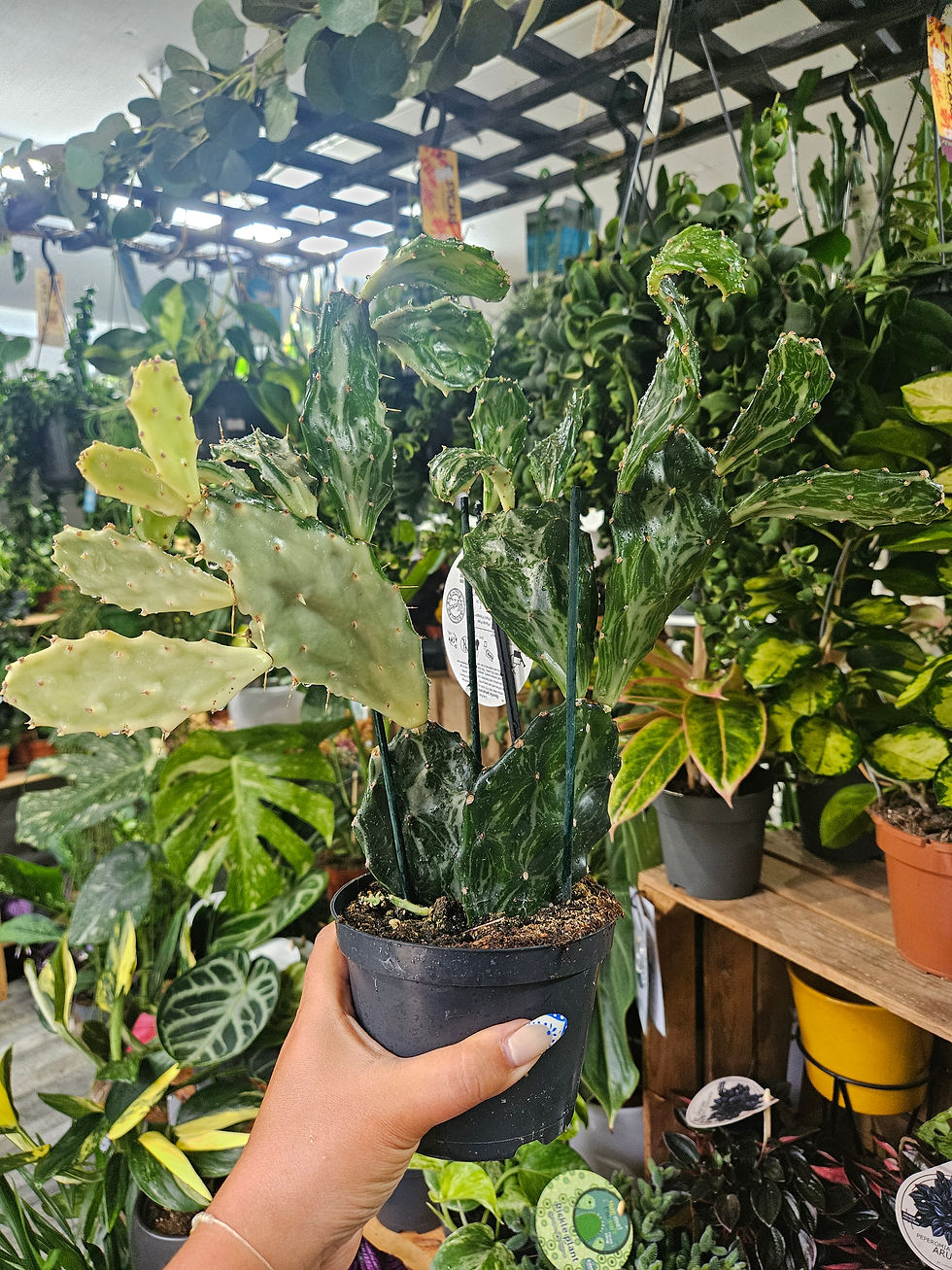 Thumbnail: Opuntia Jamaicensis Ghost