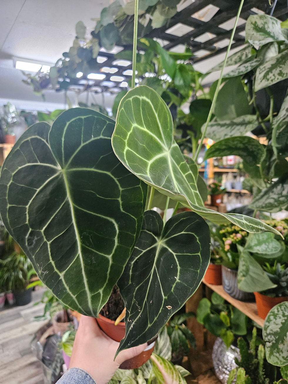Anthurium Clarinervium