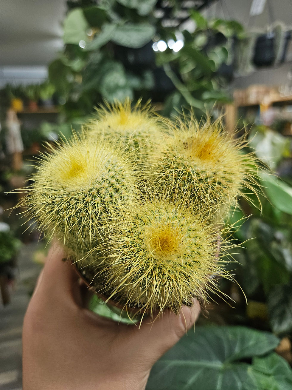 Bolcactus