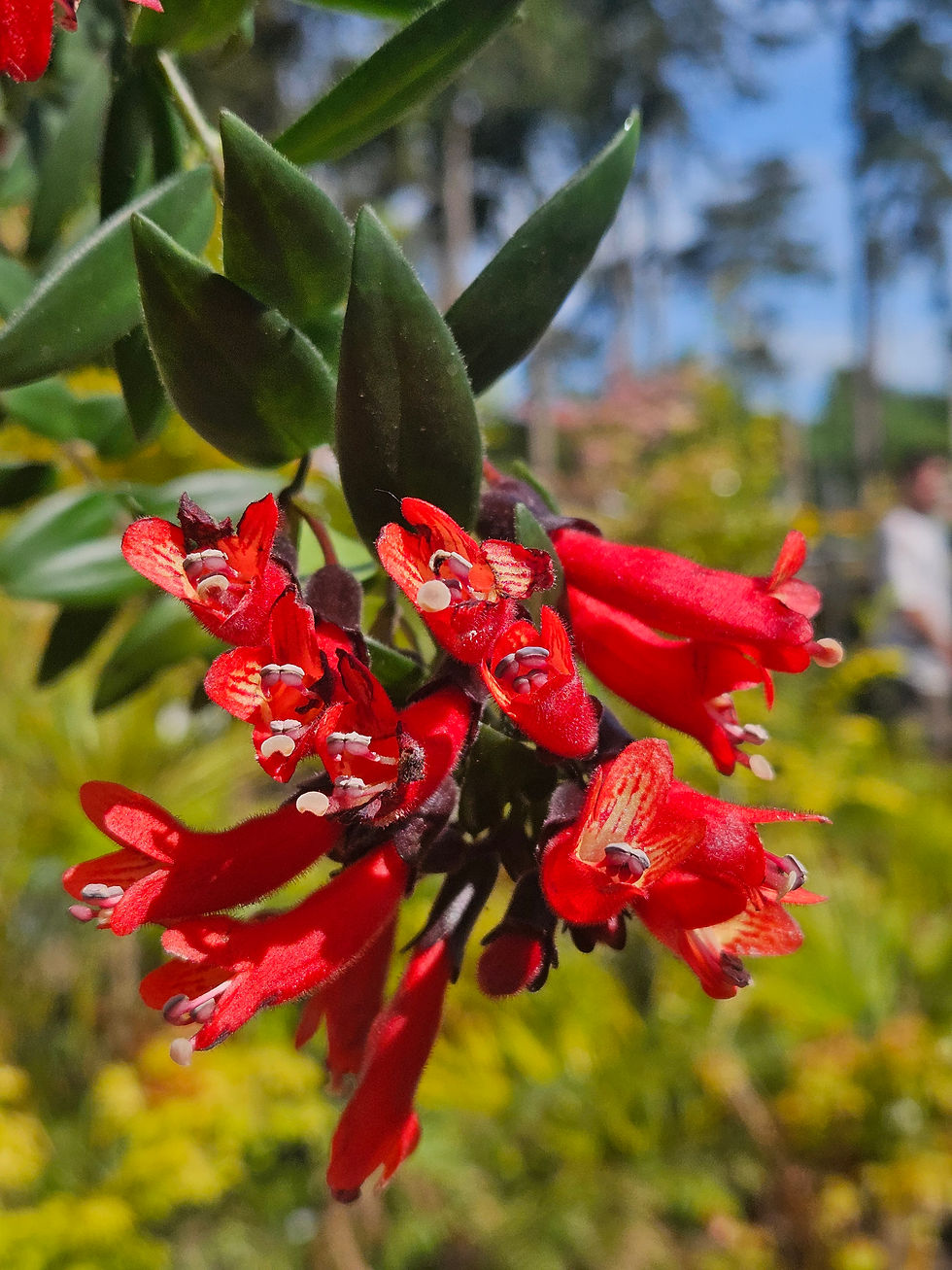 Thumbnail: Aeschynanthus Caroline Lipstick Plant 