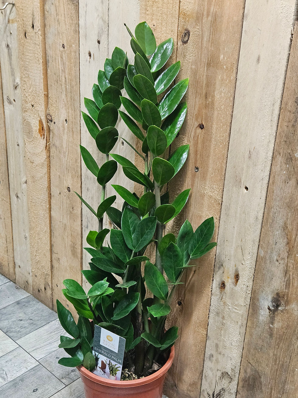 Thumbnail: ZZ plant